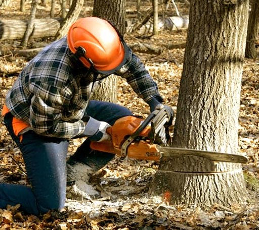 Tree Removal in Edinburg, PA
